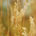 Subject Mindfully Becomes Object